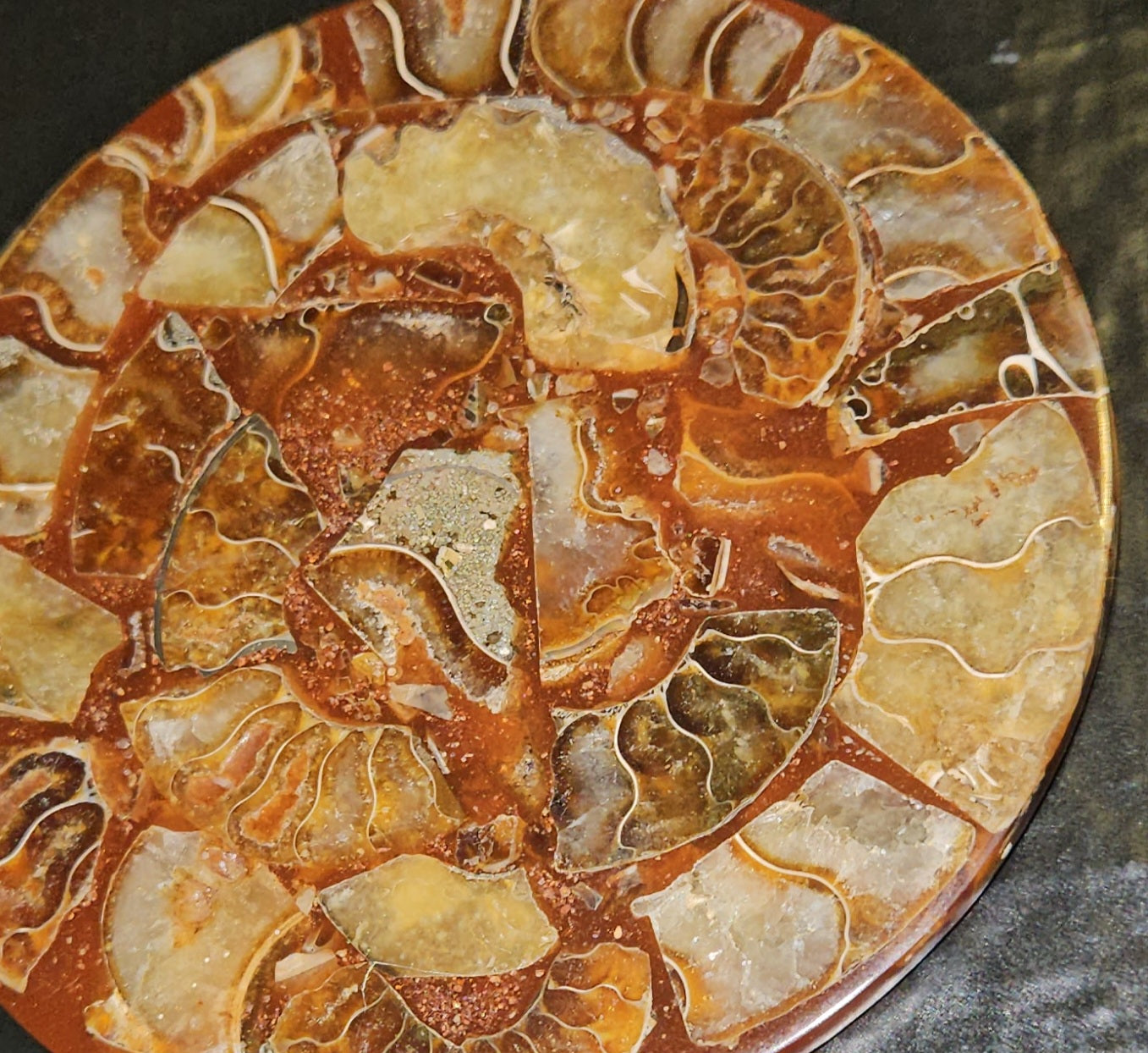 Ammonite Plate