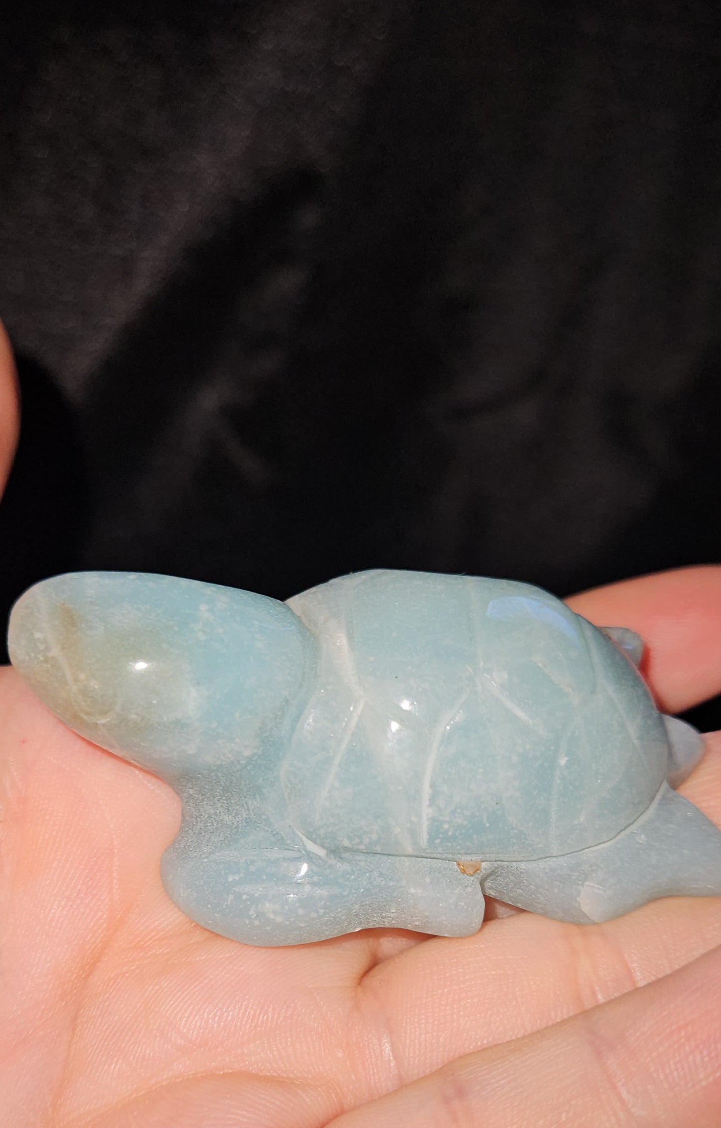 Caribbean Calcite Sea Turtle