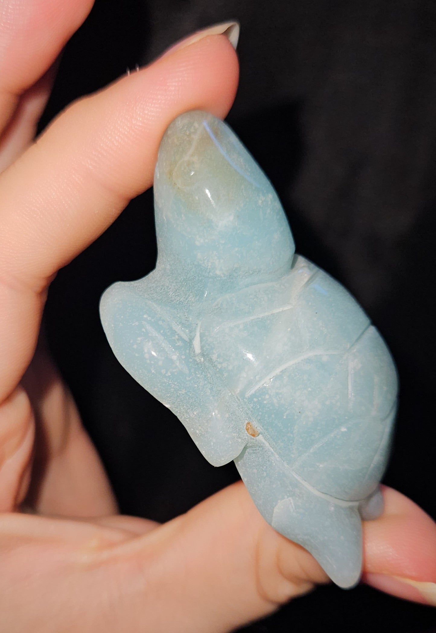Caribbean Calcite Sea Turtle