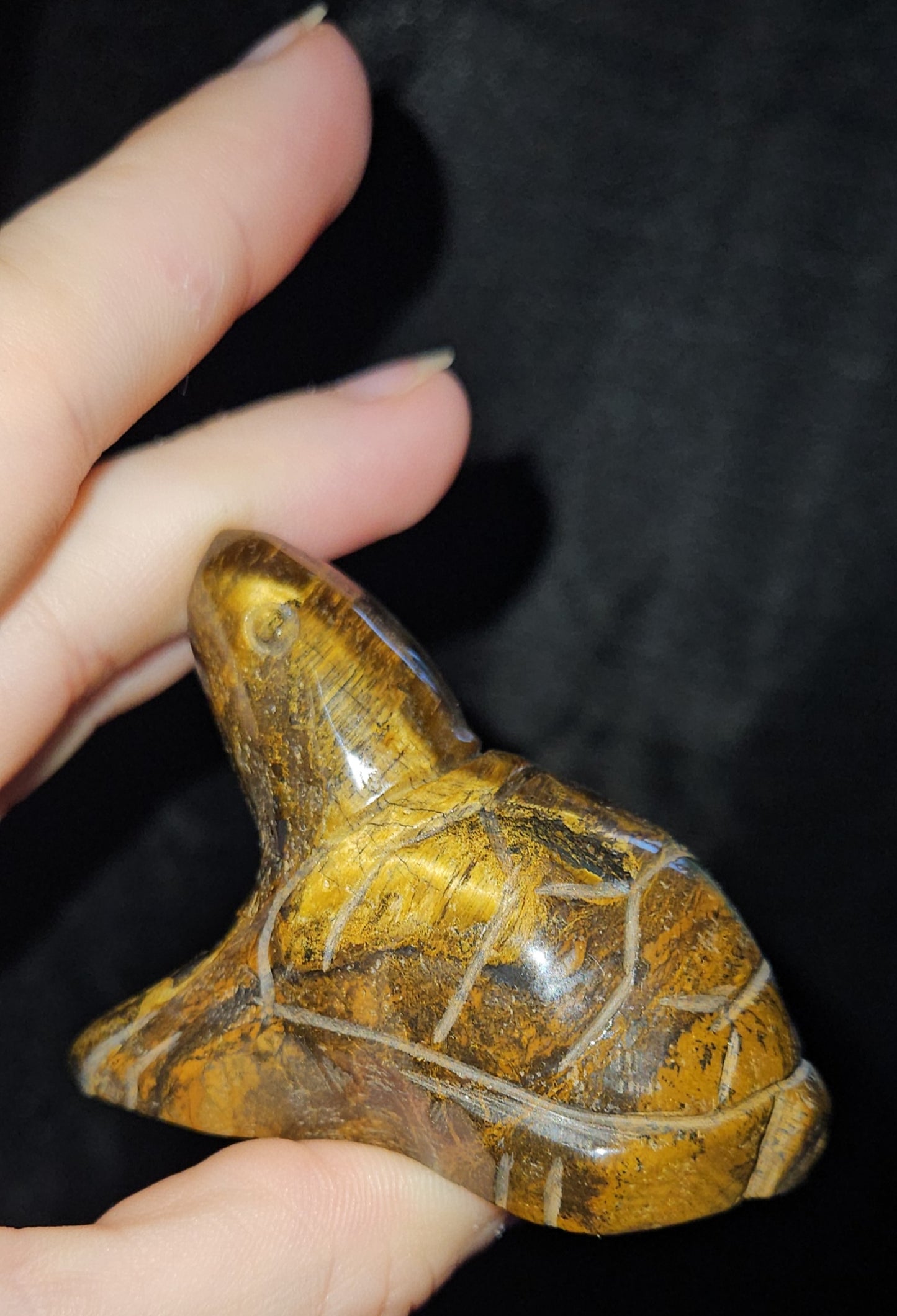 Tigers Eye Turtle