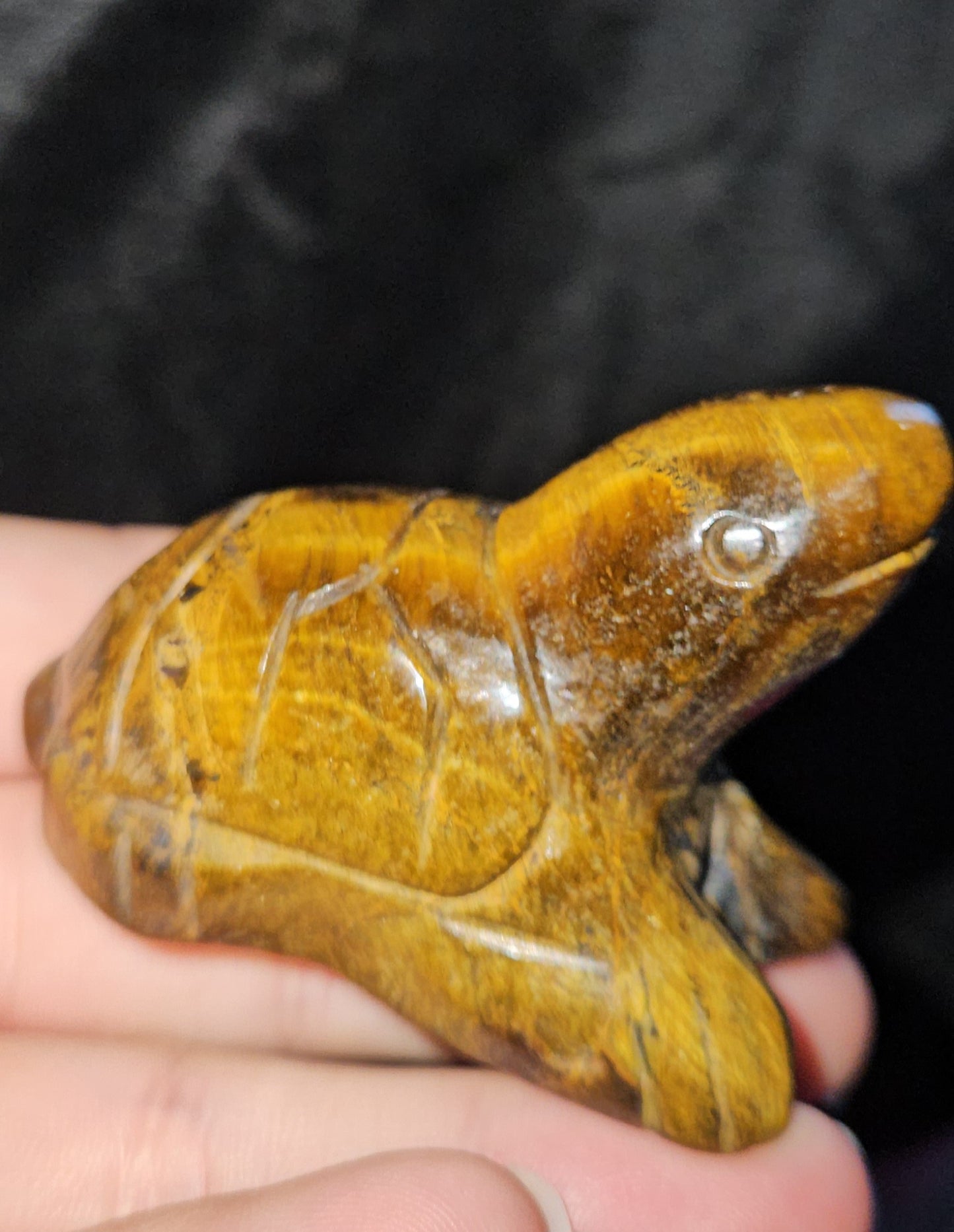 Tigers Eye Turtle