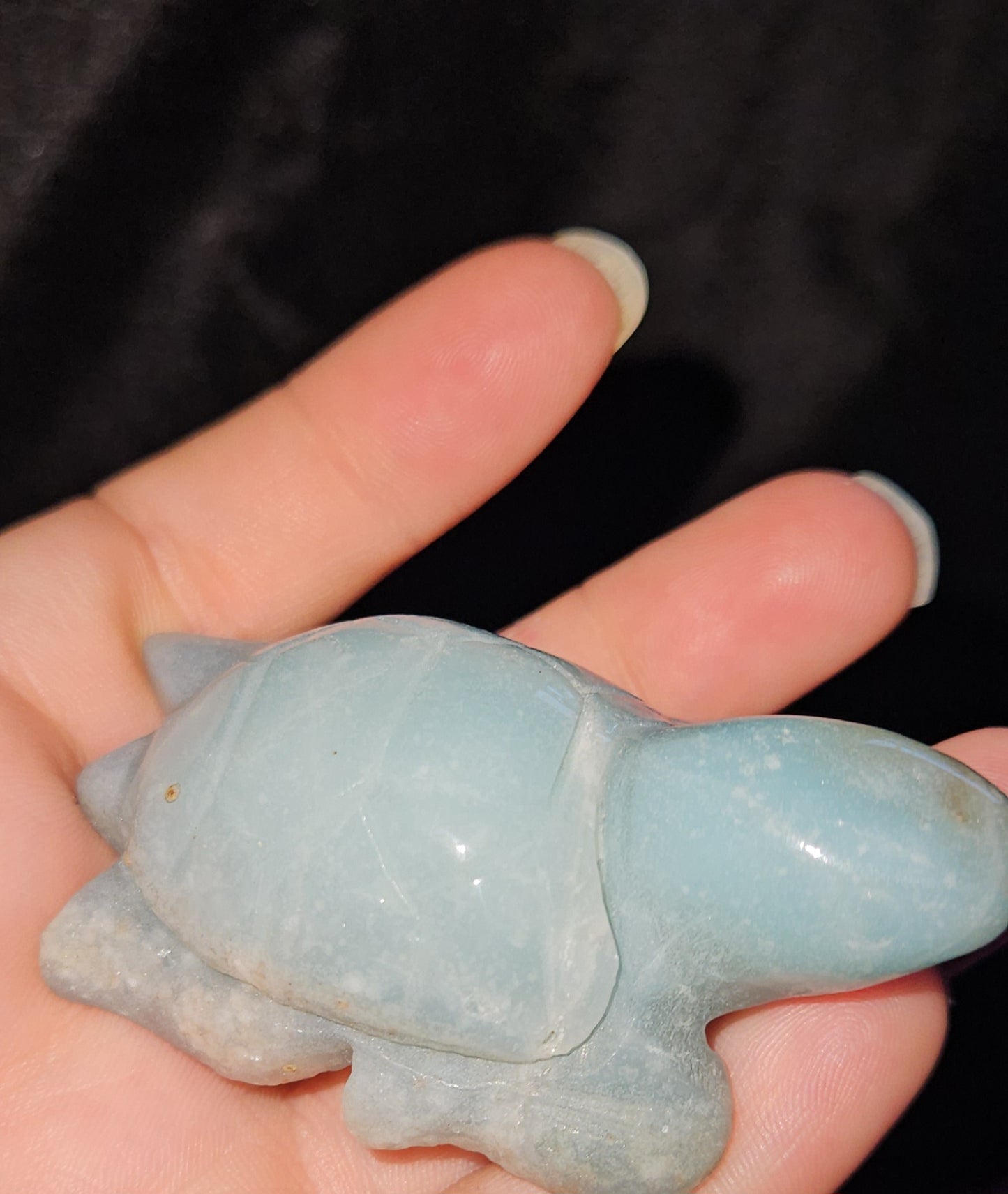 Caribbean Calcite Sea Turtle
