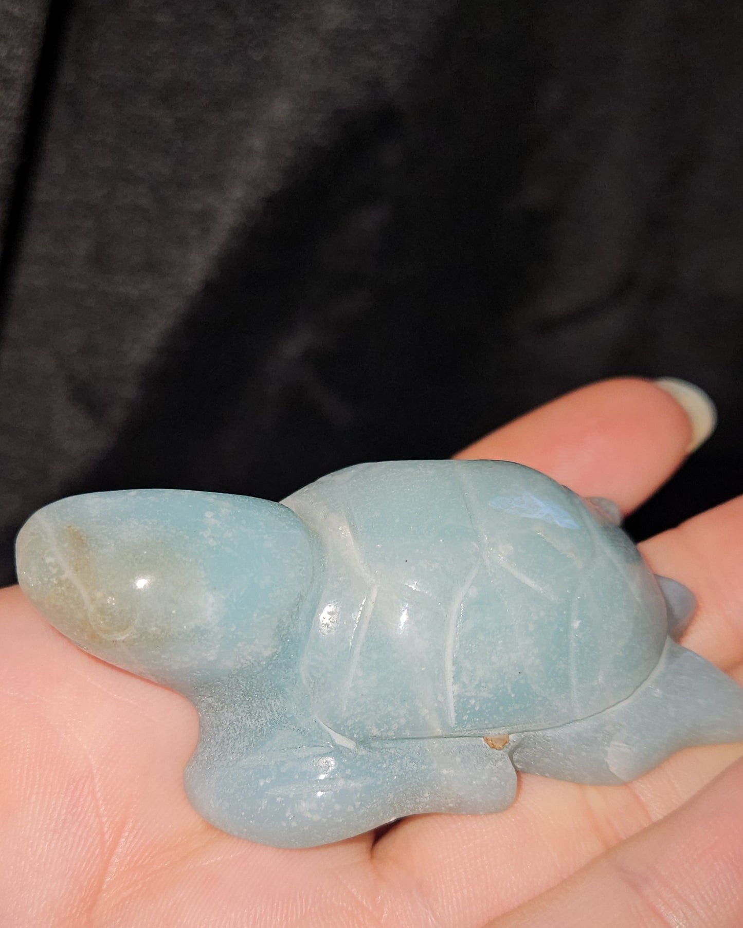 Caribbean Calcite Sea Turtle