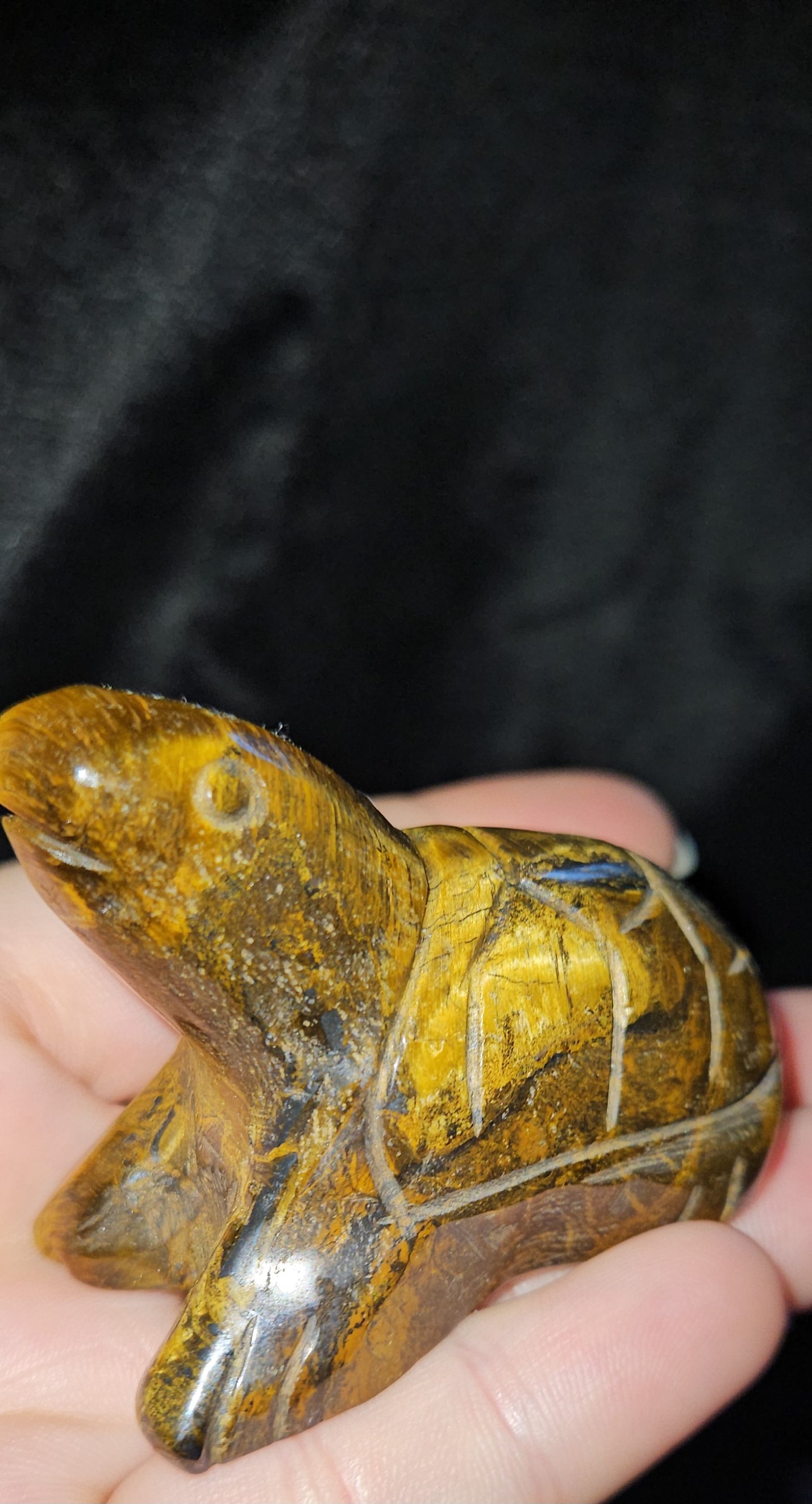 Tigers Eye Turtle