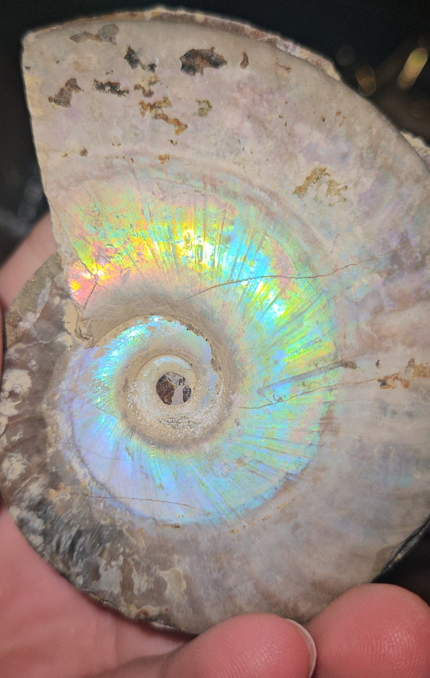 Specimens,Freeforms,and Flames