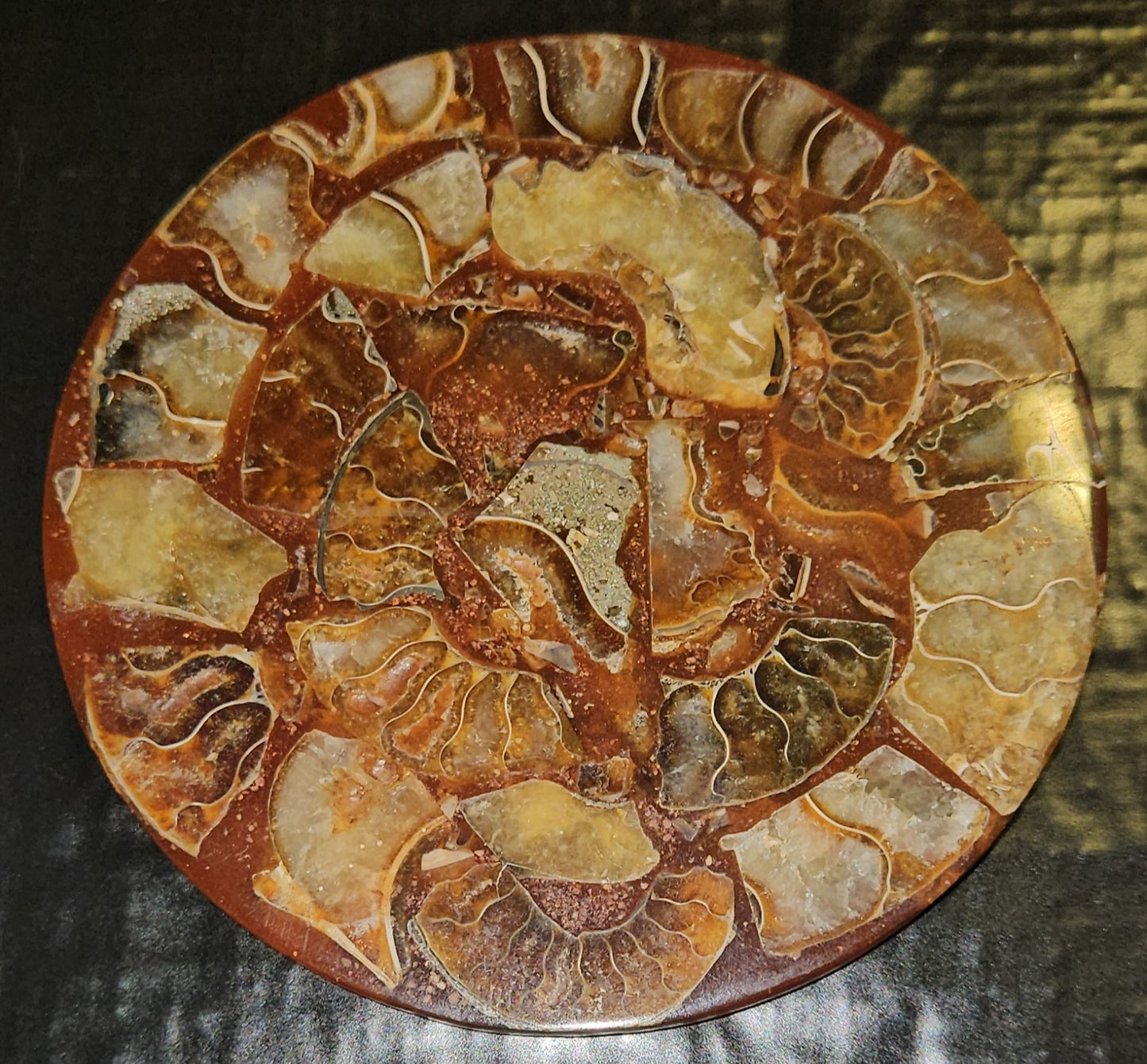 Ammonite Plate