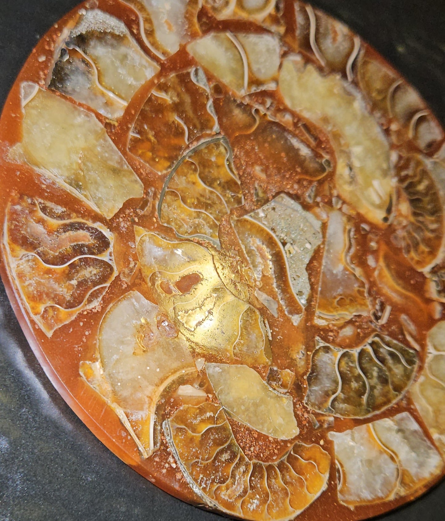 Ammonite Plate