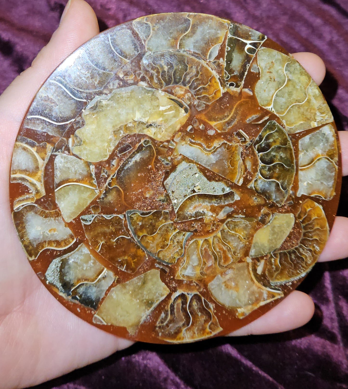 Ammonite Plate