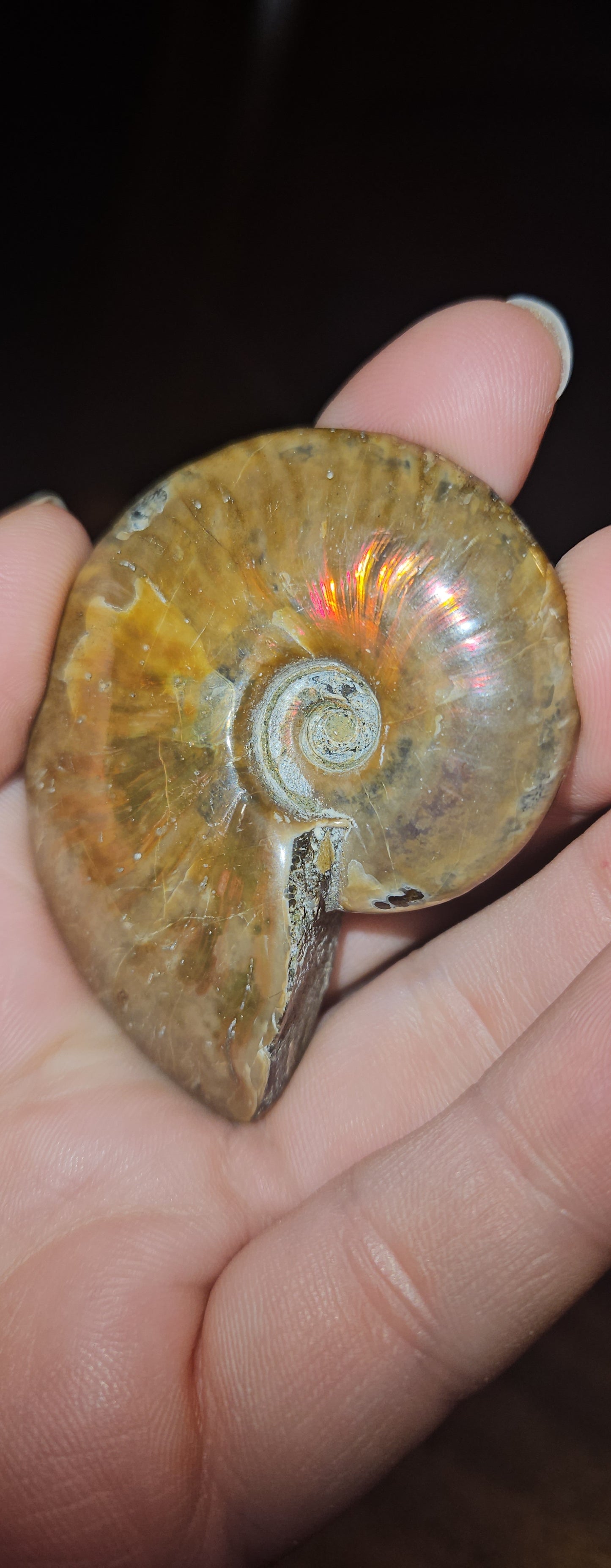 Flashy Ammonite Fossil