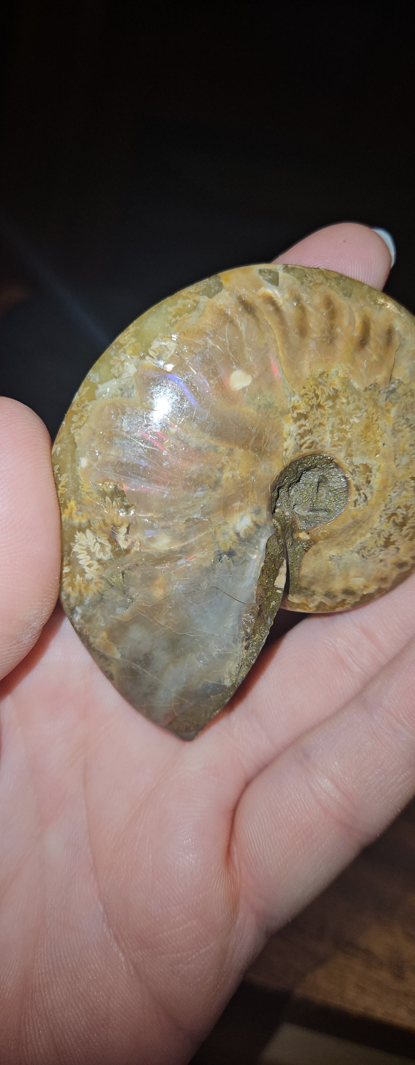 Flashy Ammonite fossil
