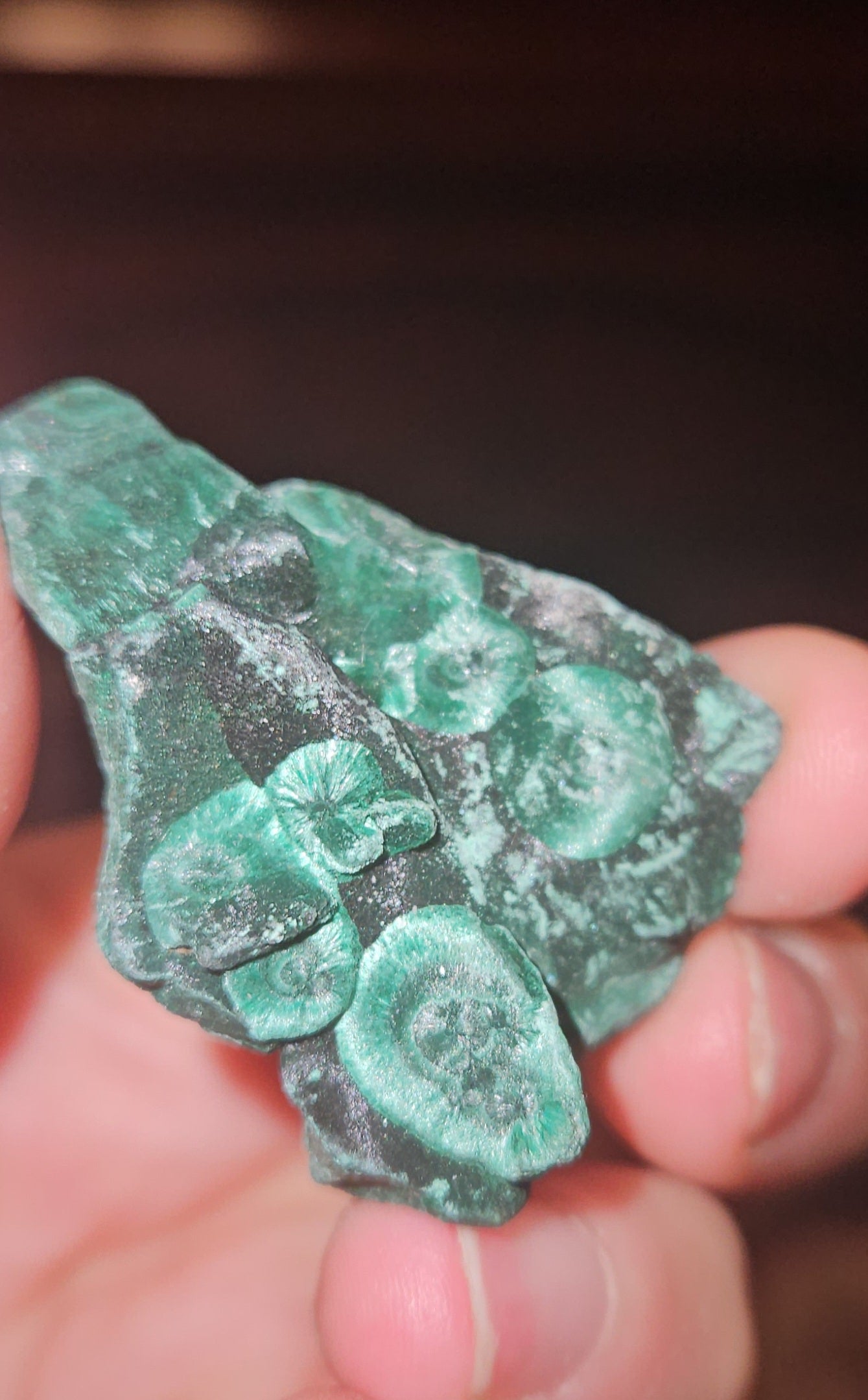 Velvet Malachite