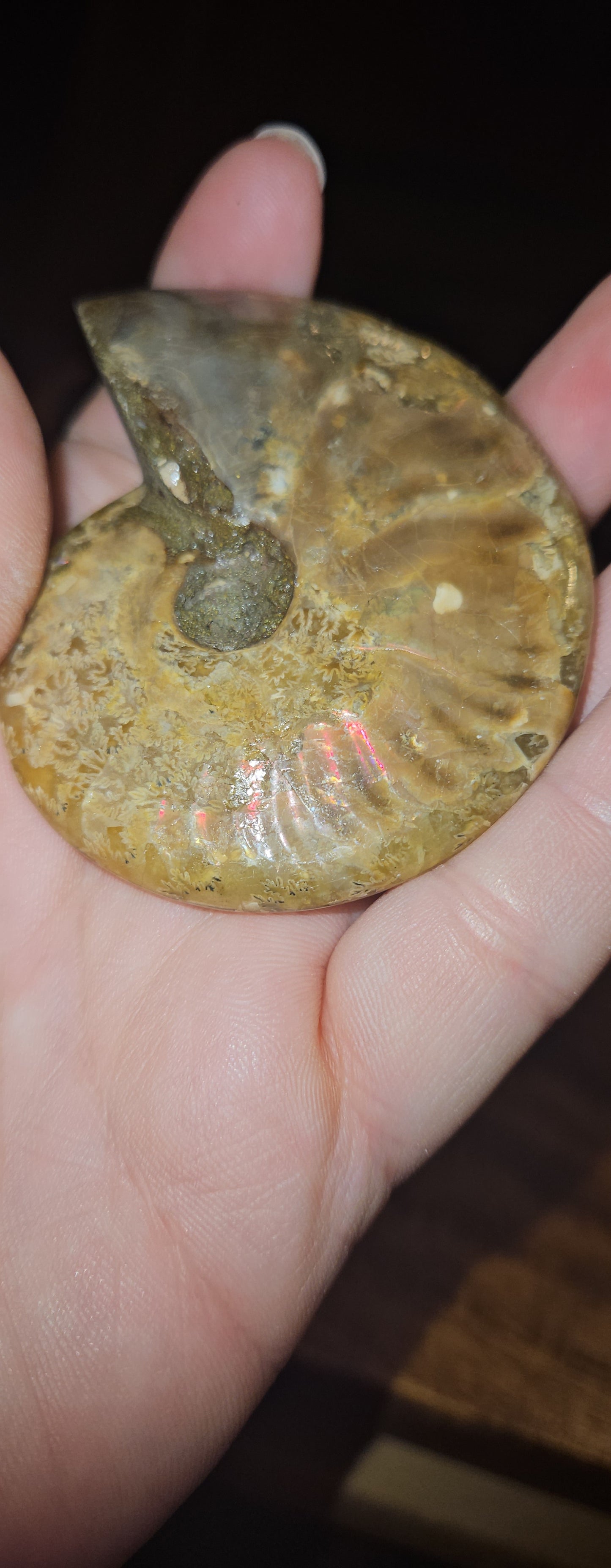 Flashy Ammonite fossil