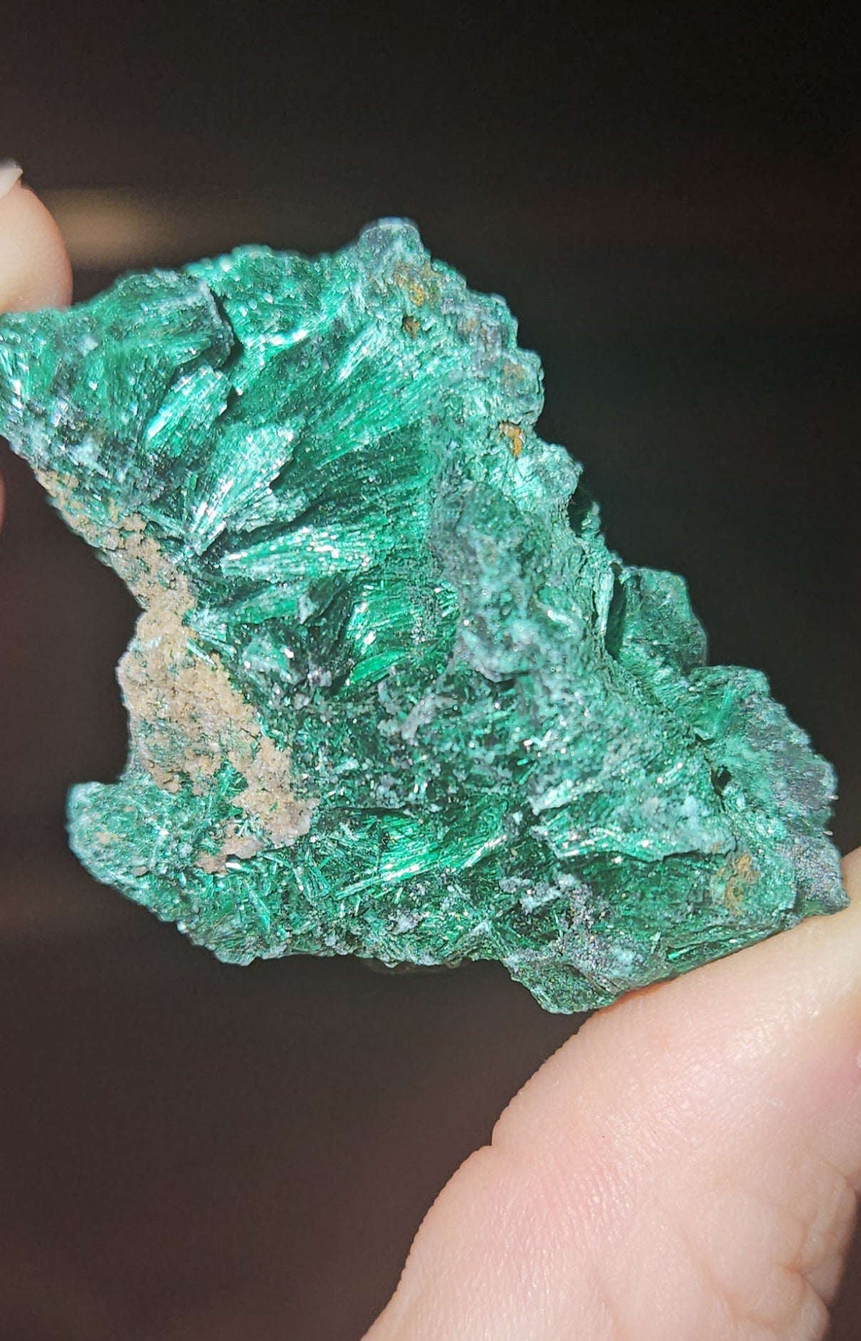 Velvet Malachite