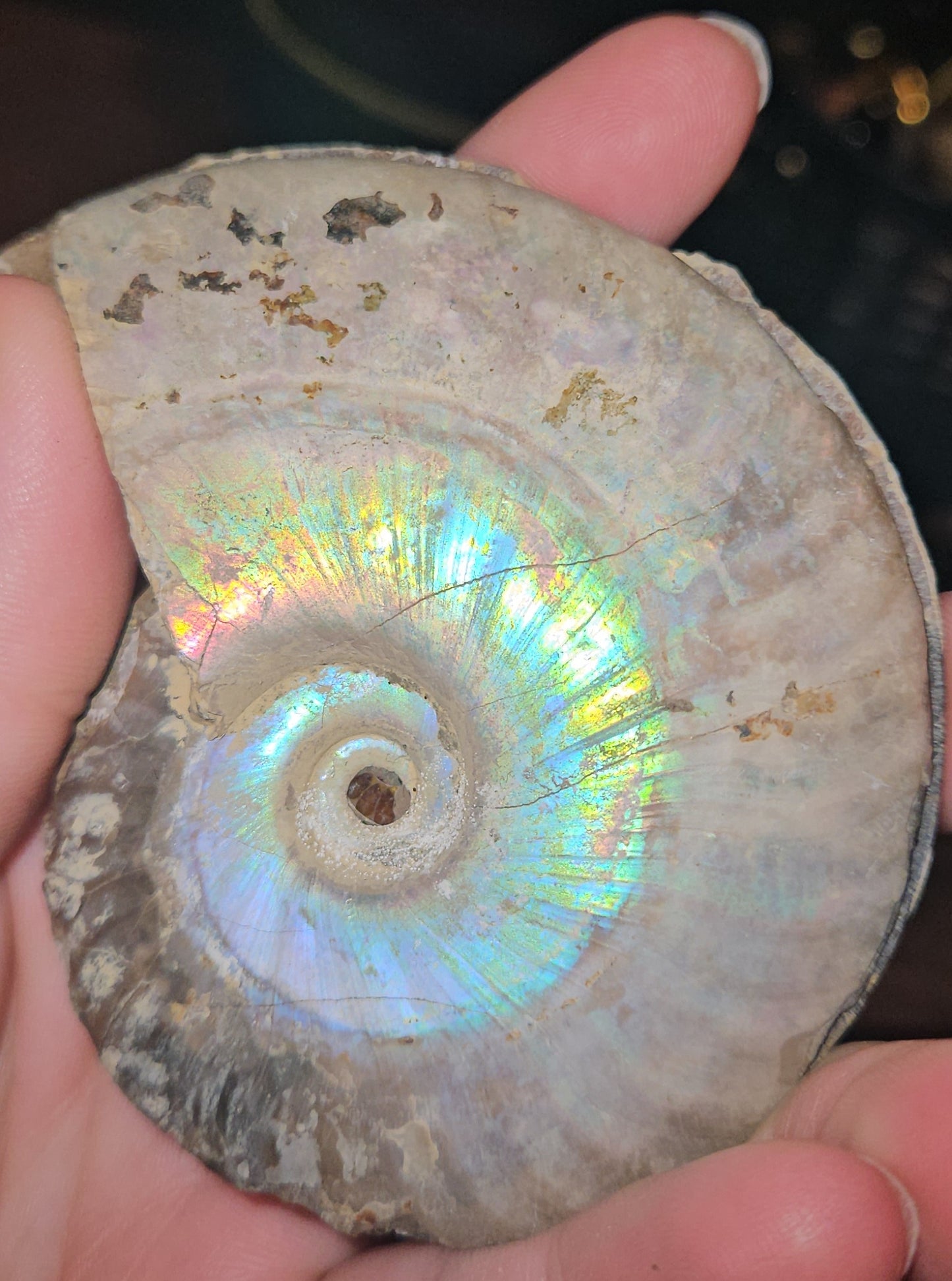 Flashy Rainbow Druzy Ammonite fossil Pair