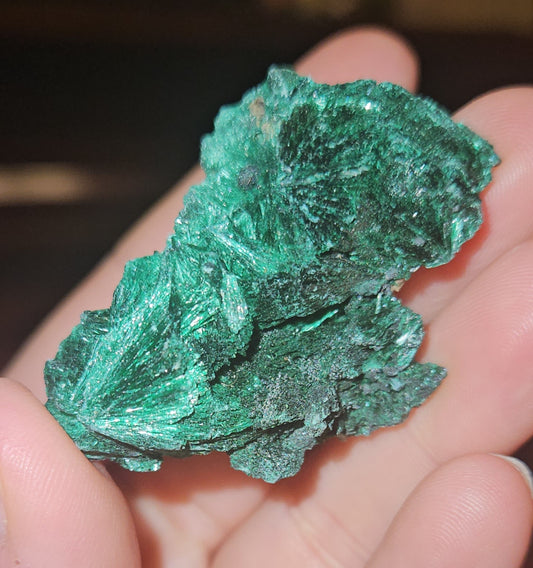 Velvet Malachite