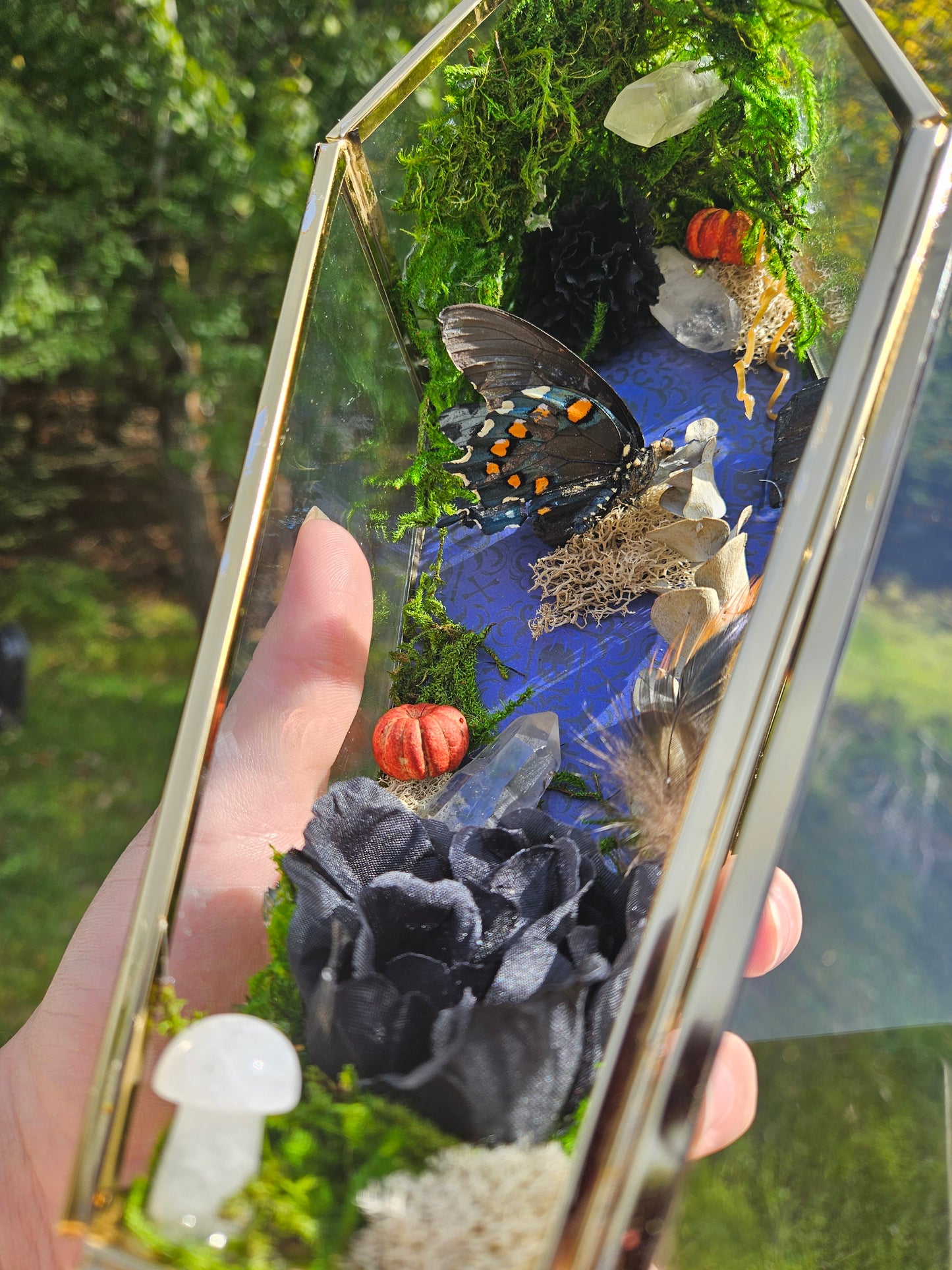 Pipevine Swallowtail Coffin Terrarium