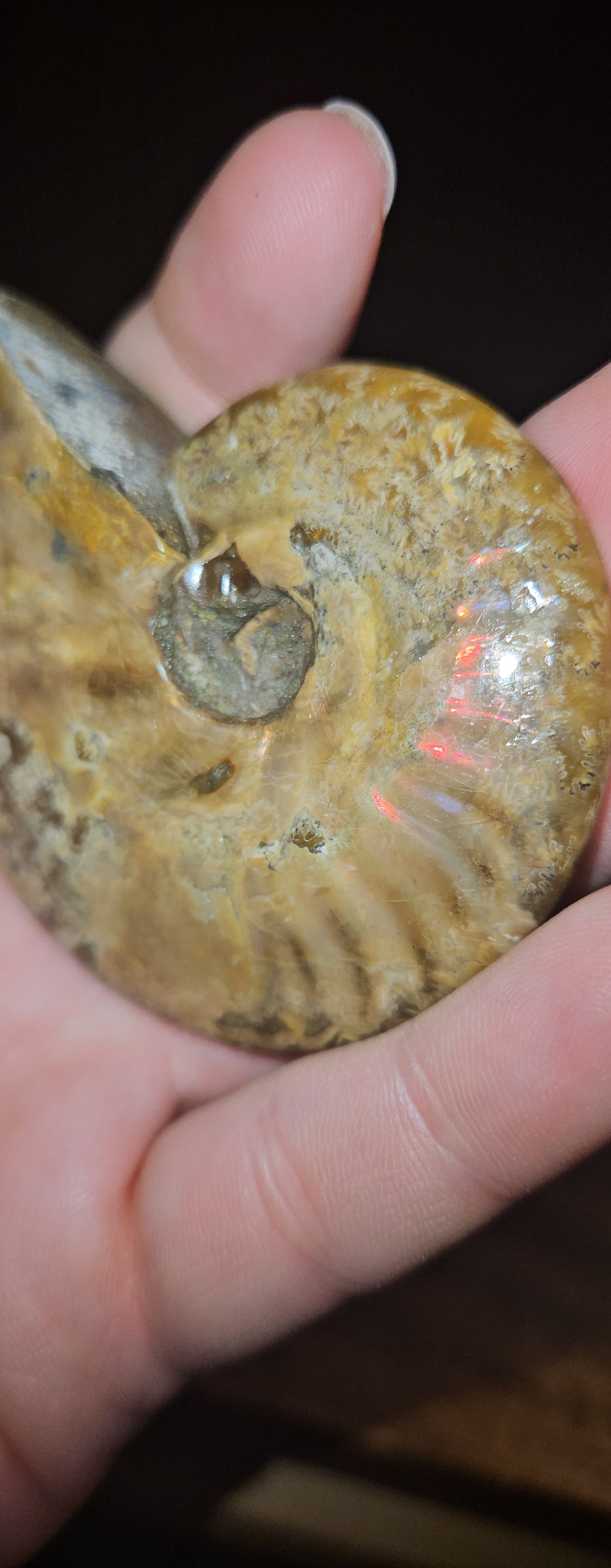 Flashy Ammonite fossil
