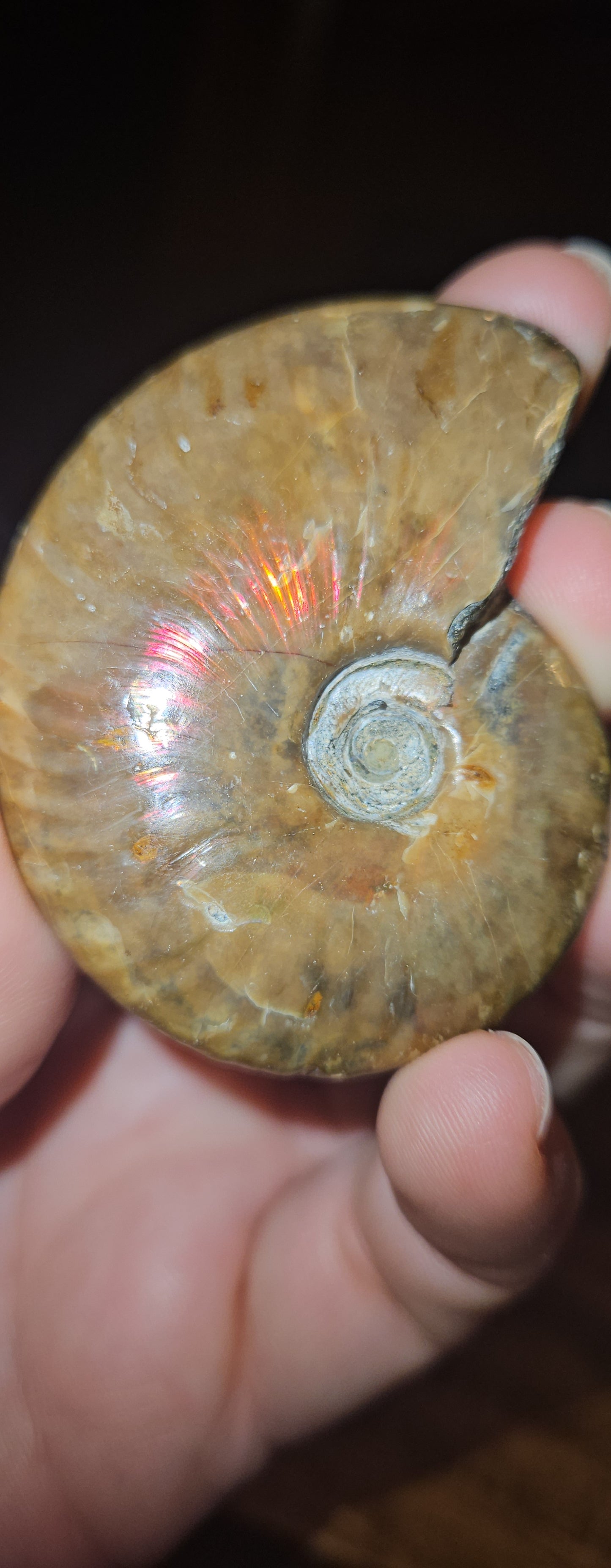 Flashy Ammonite Fossil