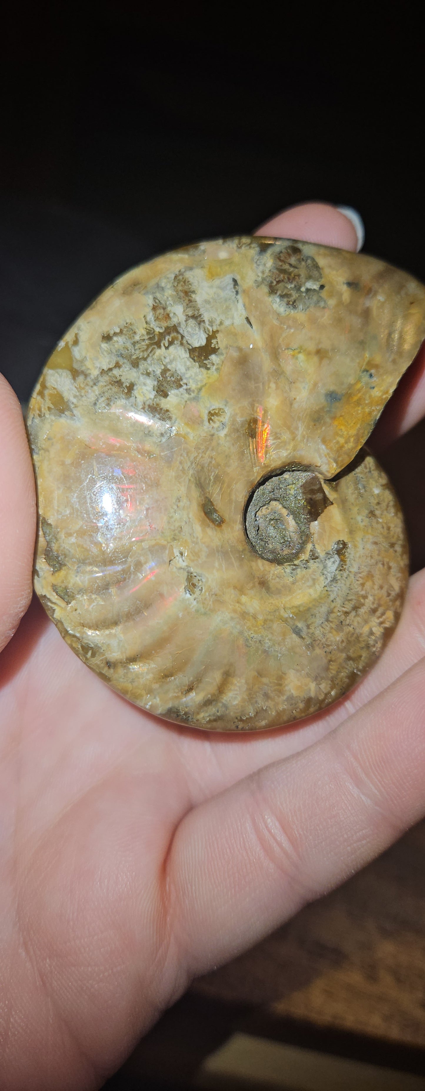 Flashy Ammonite fossil