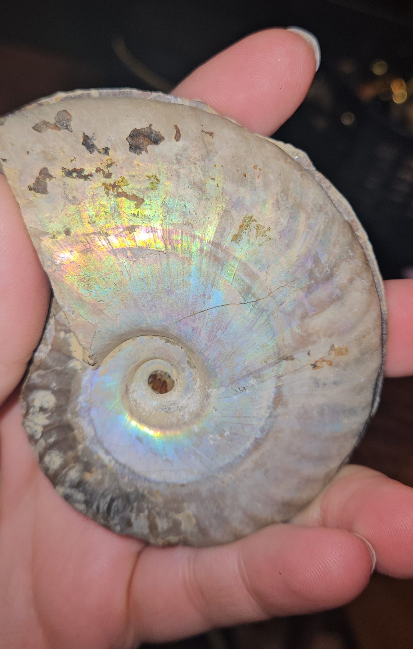 Flashy Rainbow Druzy Ammonite fossil Pair