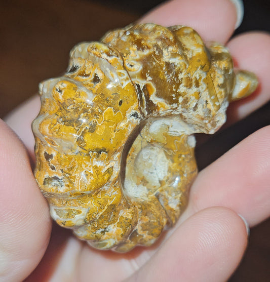 Ammonite Fossils (UV Reactive)