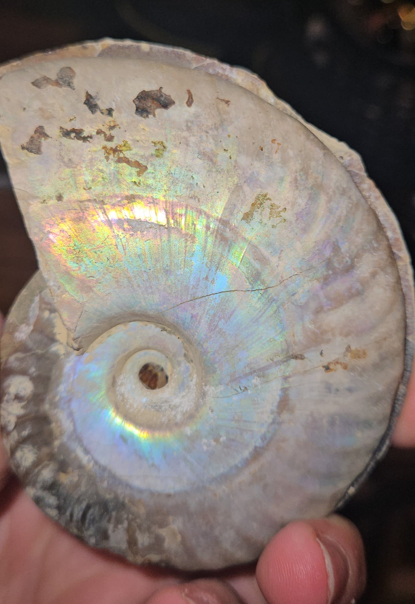 Flashy Rainbow Druzy Ammonite fossil Pair