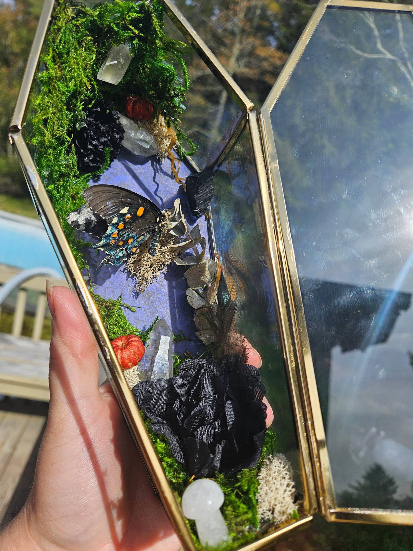 Pipevine Swallowtail Coffin Terrarium