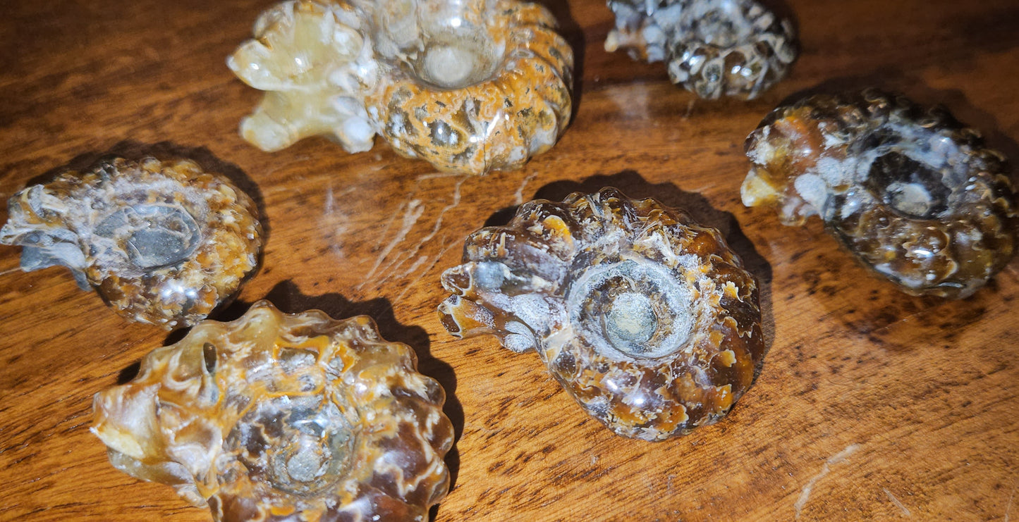 Ammonite Fossils (UV Reactive)