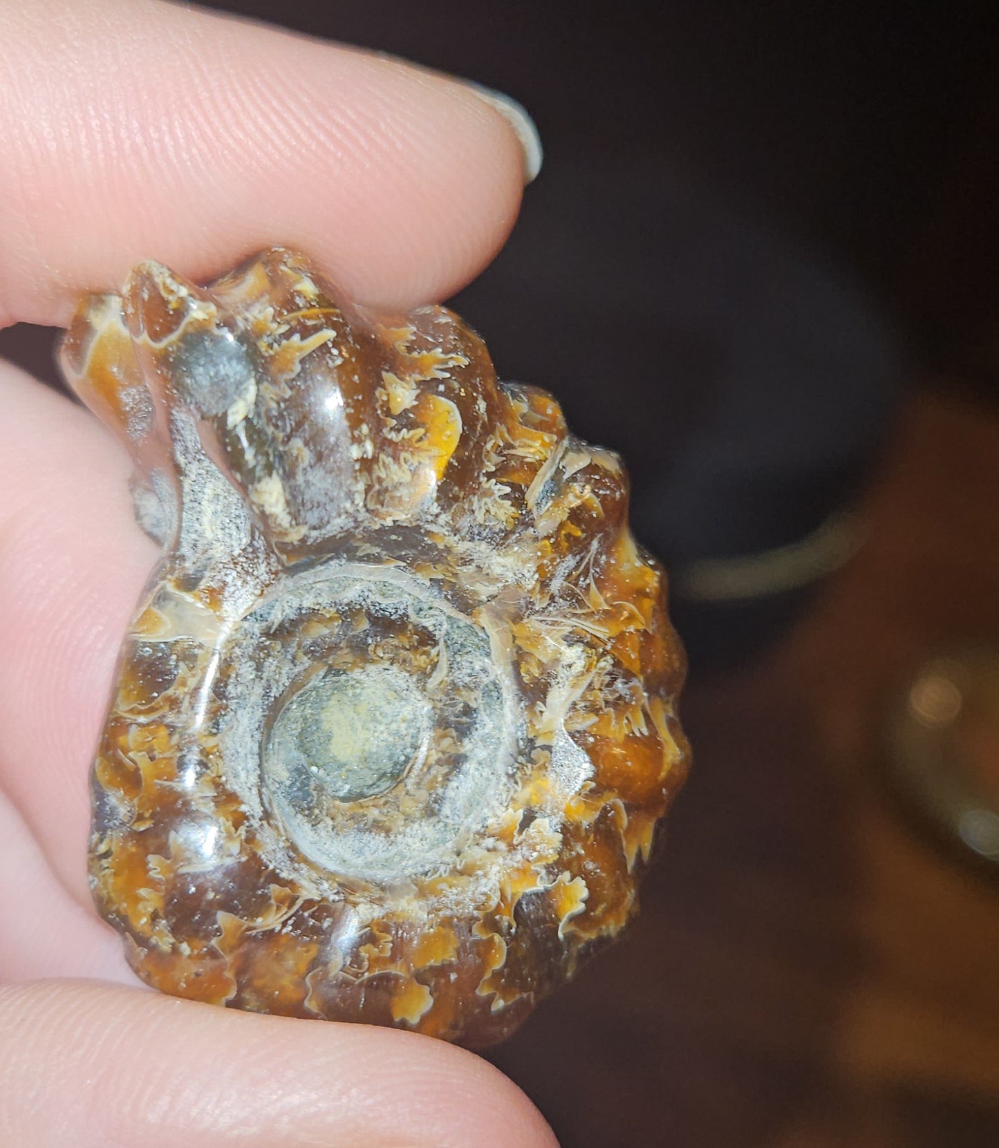 Ammonite Fossils (UV Reactive)