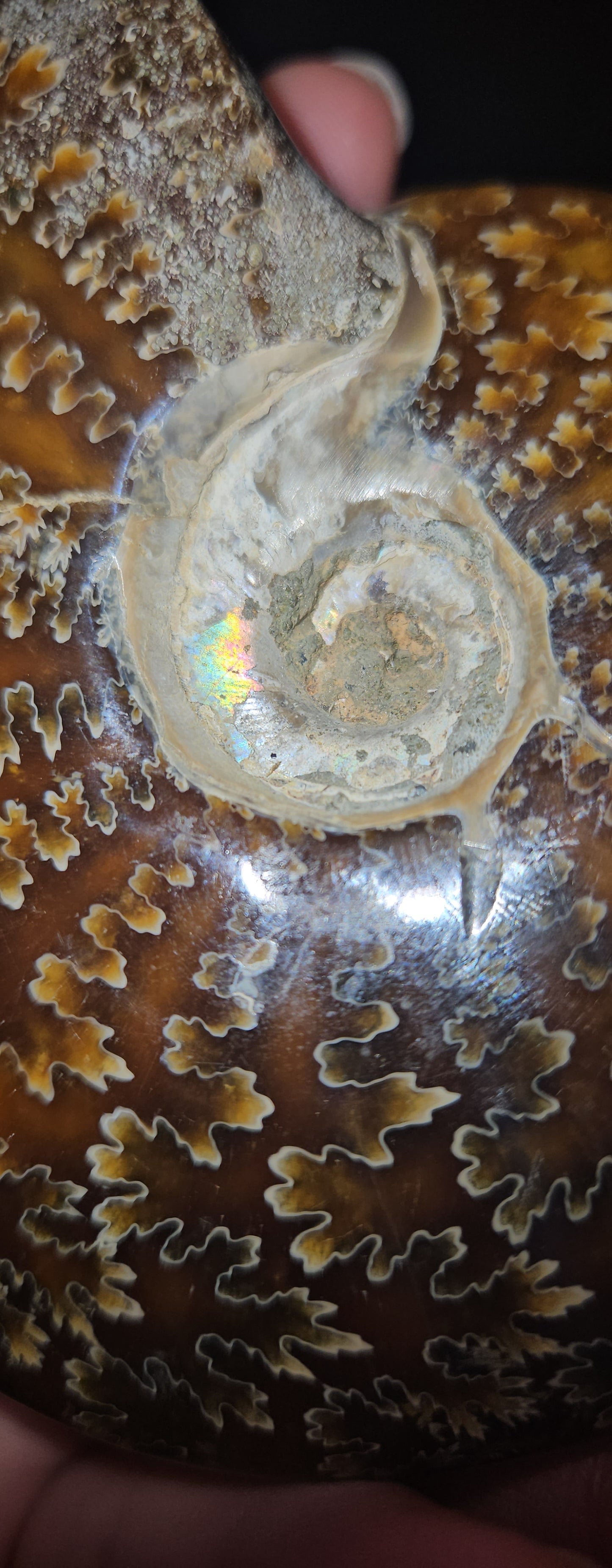 Ammonite Fossil