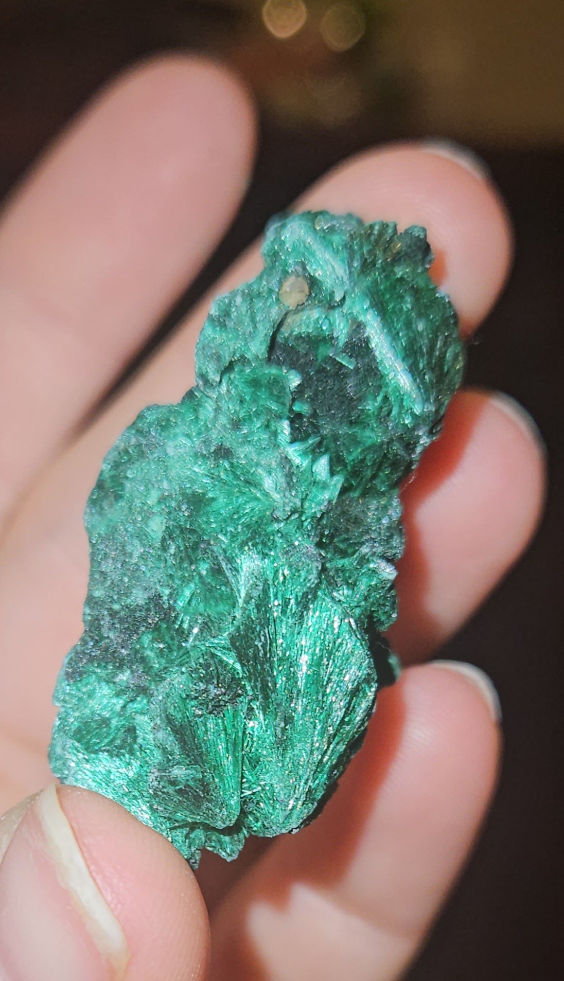 Velvet Malachite