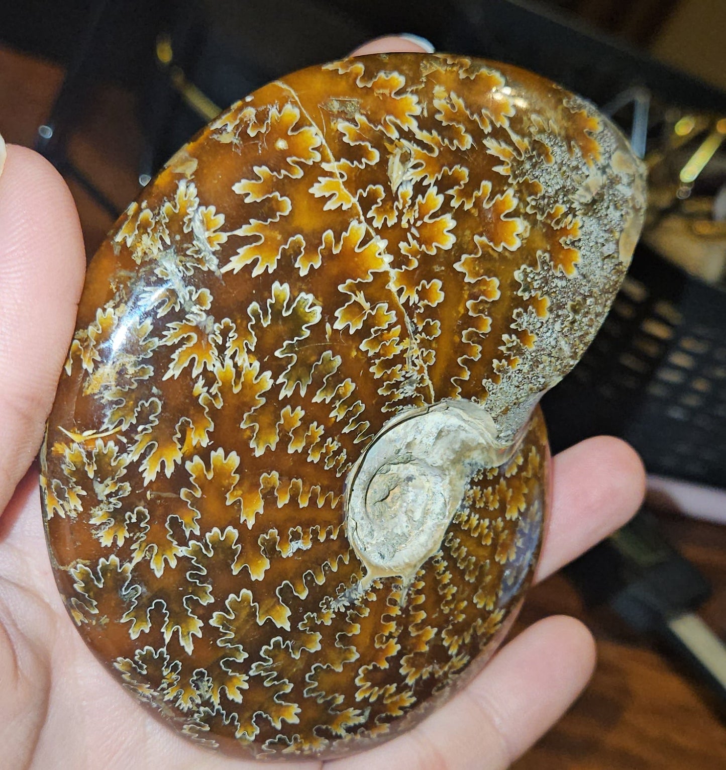 Ammonite Fossil