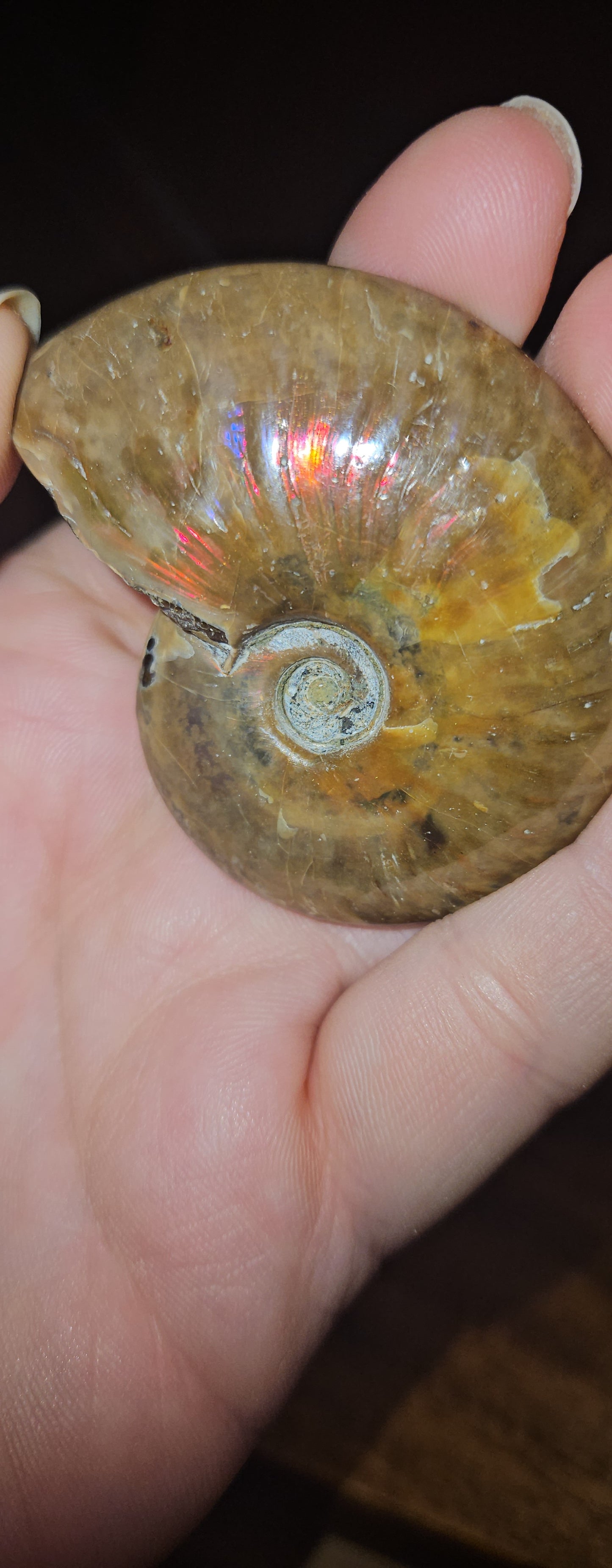 Flashy Ammonite Fossil
