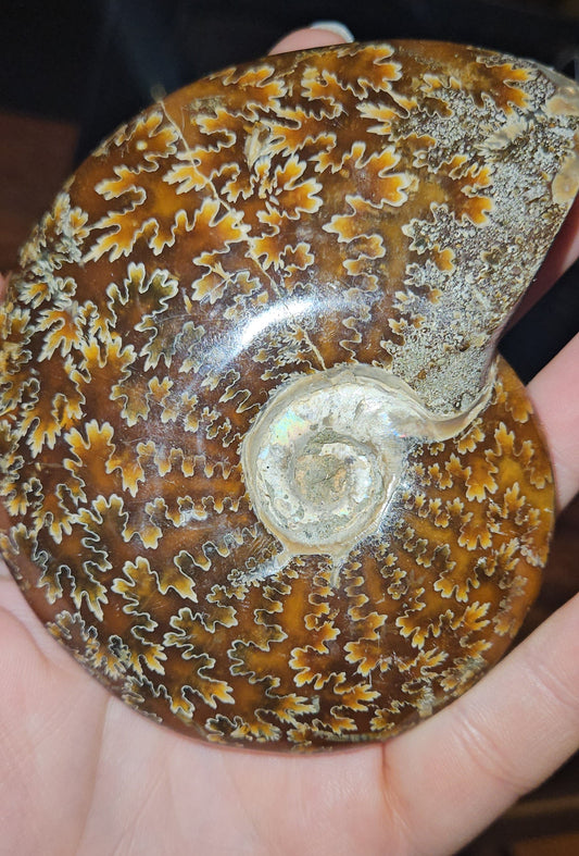 Ammonite Fossil