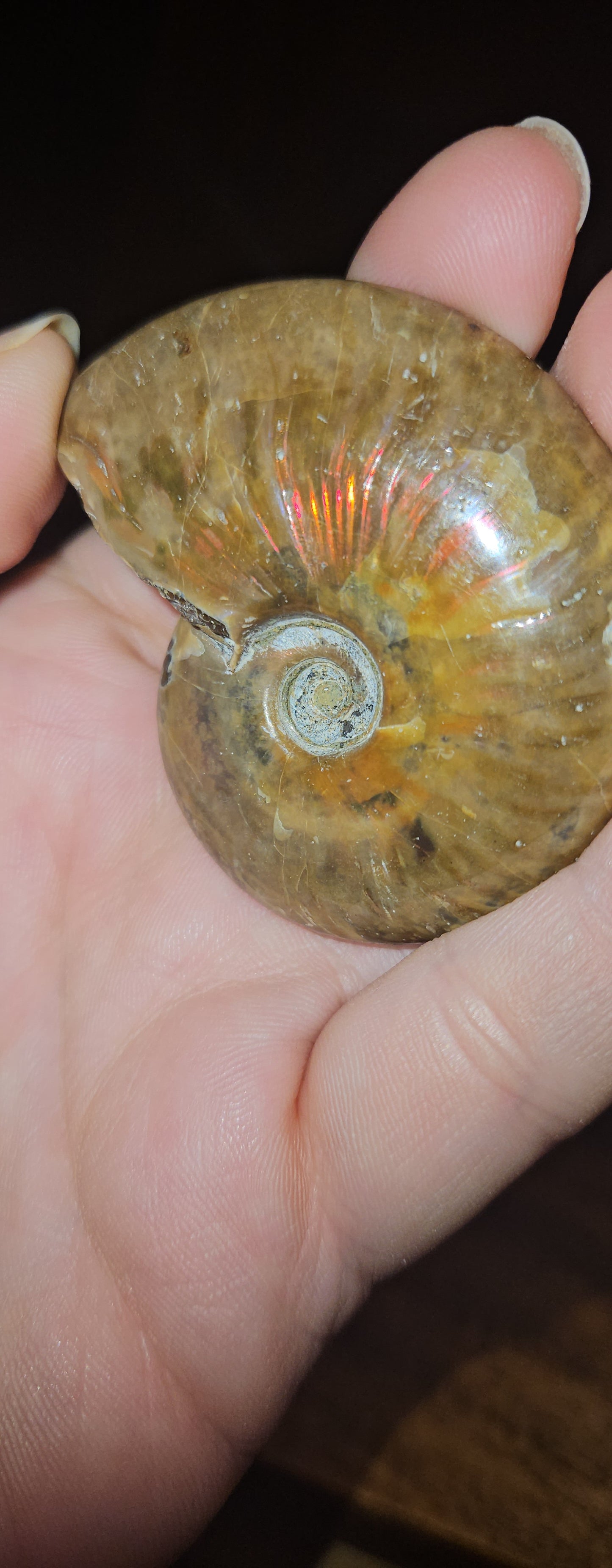 Flashy Ammonite Fossil