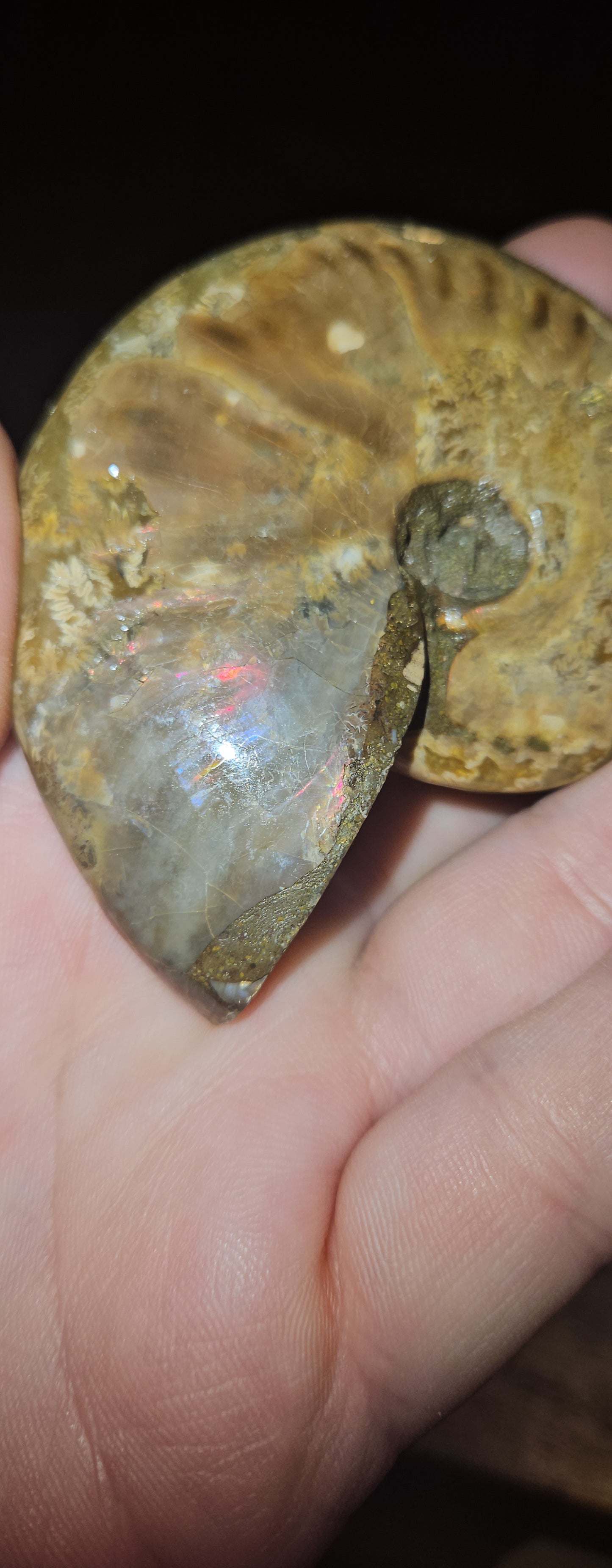 Flashy Ammonite fossil