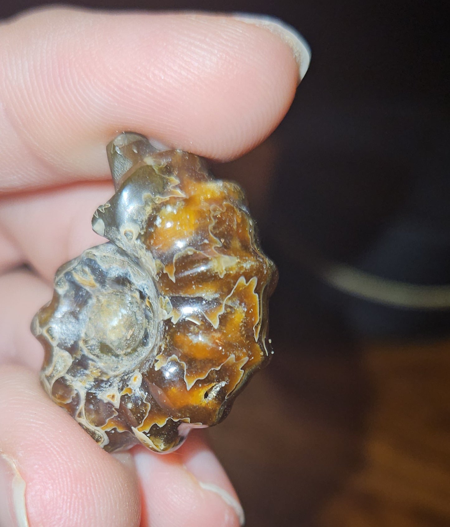 Ammonite Fossils (UV Reactive)