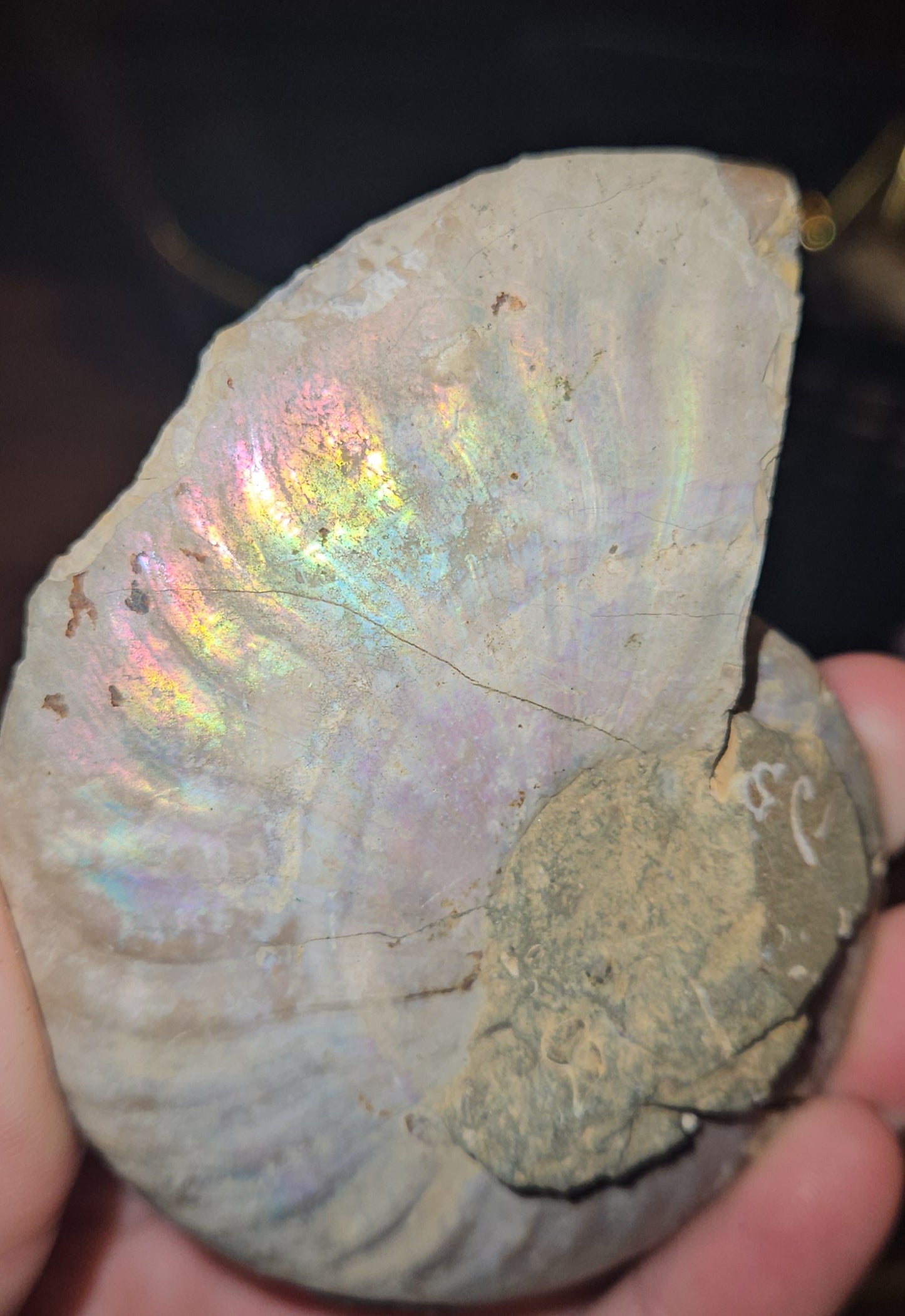 Flashy Rainbow Druzy Ammonite fossil Pair
