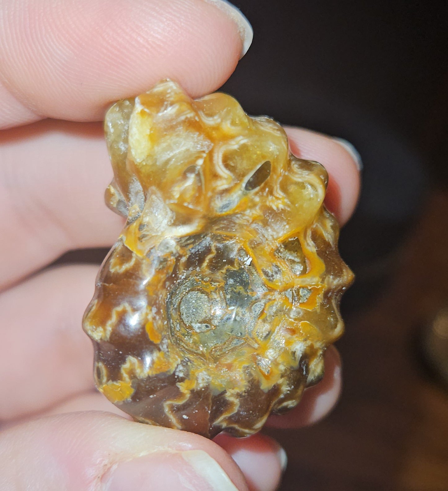 Ammonite Fossils (UV Reactive)