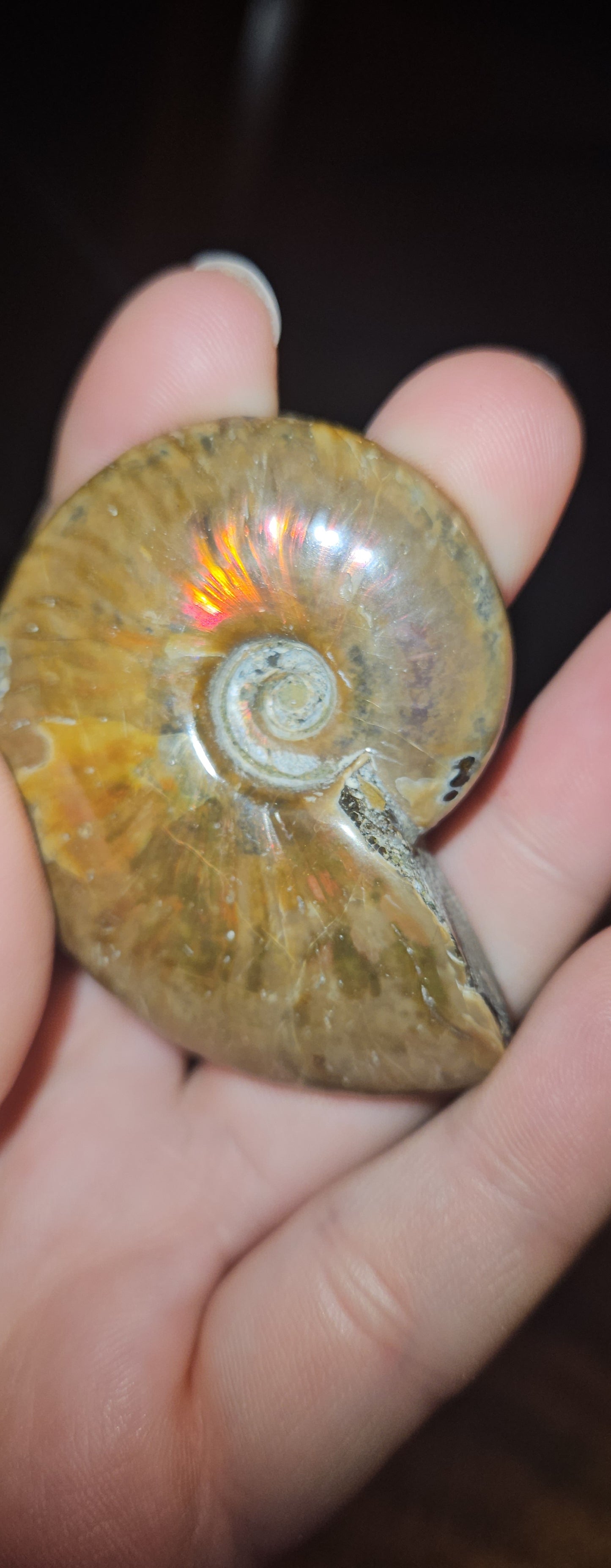 Flashy Ammonite Fossil