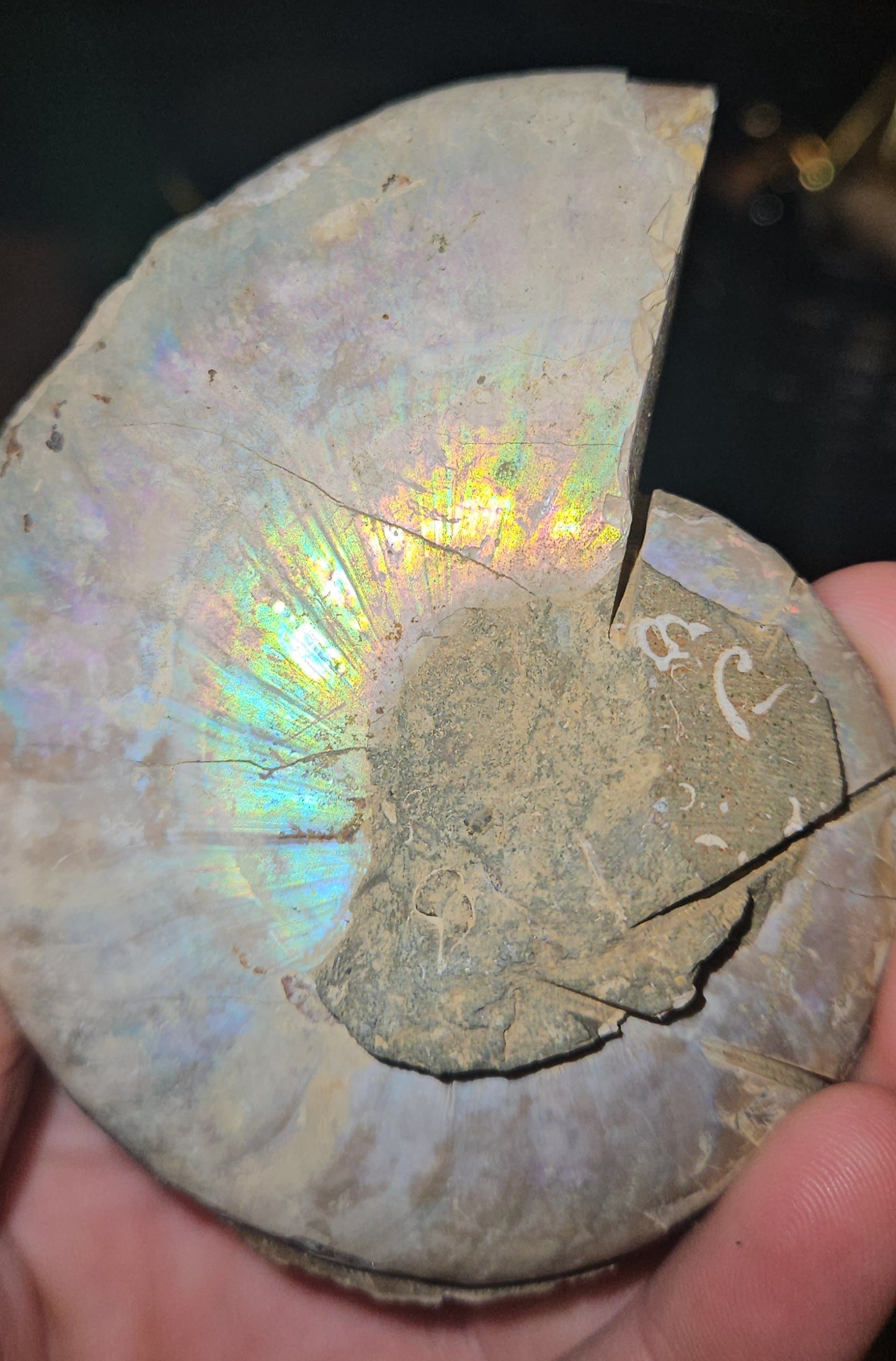 Flashy Rainbow Druzy Ammonite fossil Pair