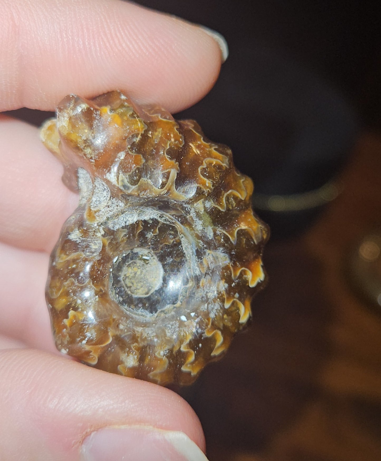 Ammonite Fossils (UV Reactive)