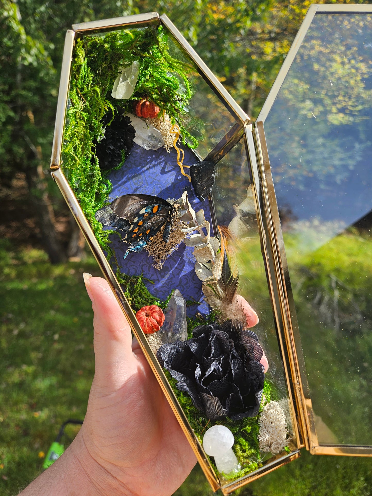 Pipevine Swallowtail Coffin Terrarium