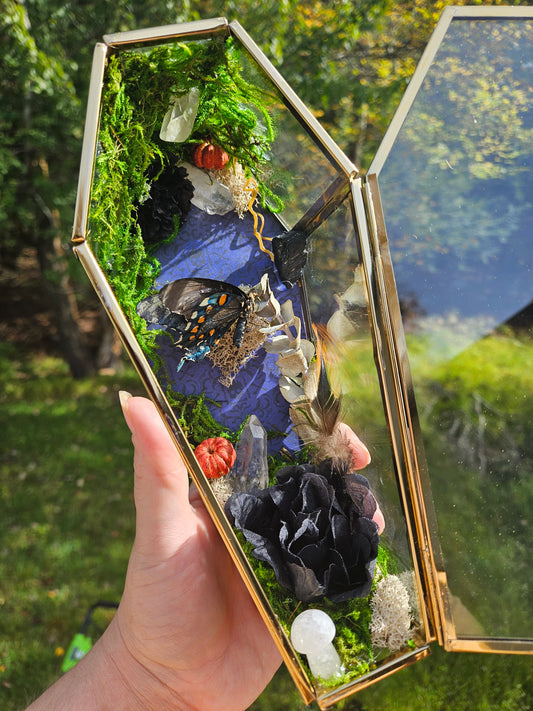 Pipevine Swallowtail Coffin Terrarium