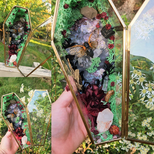 Cicada Coffin Terrarium