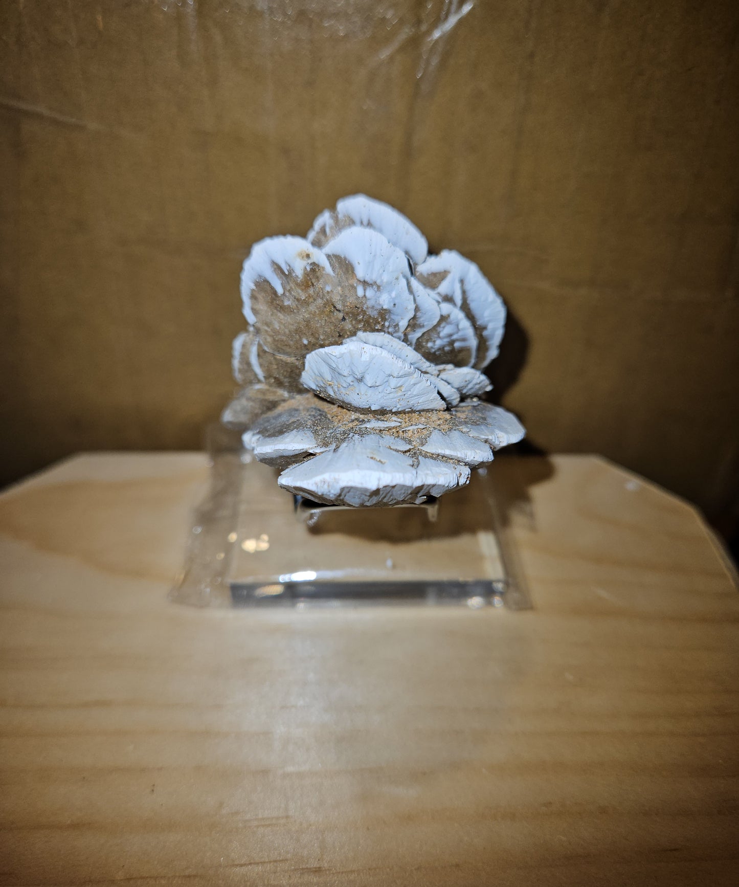High Quality Desert Rose
