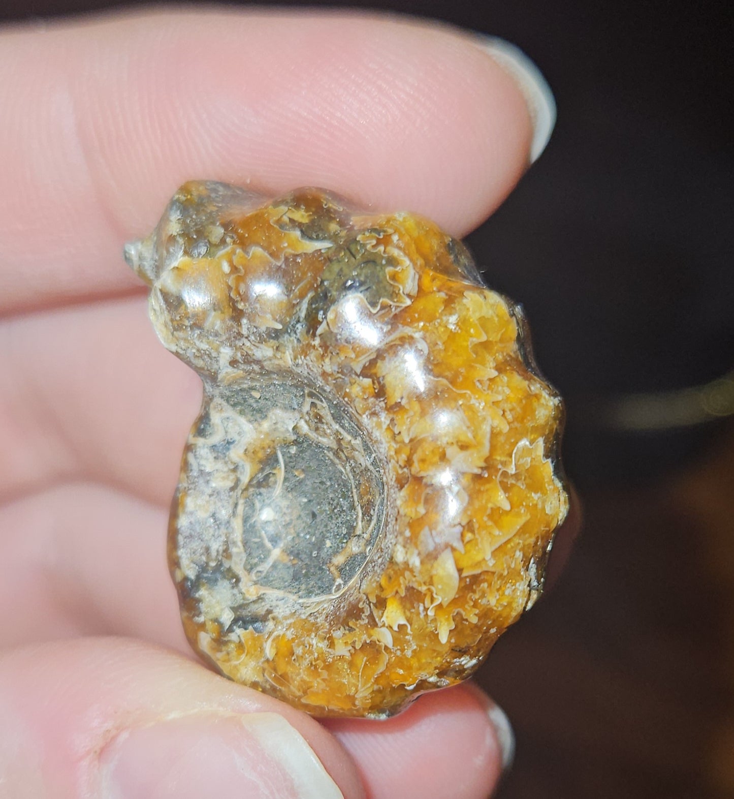 Ammonite Fossils (UV Reactive)